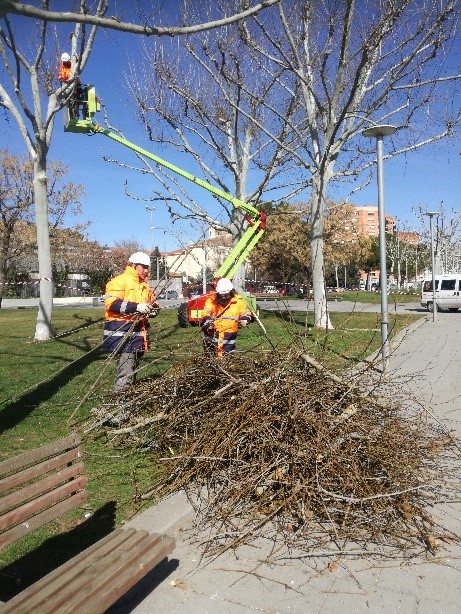 Esporga a la Plaça dels Instituts