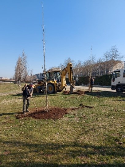 Plantació de xops a la canalització